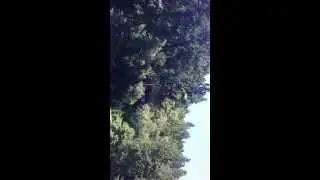 Episode #7 Birds Stealing Fish