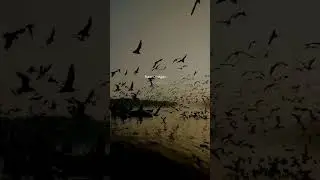 Tumse mohabbat hai ha_Whatsapp status video #shorts #viral #status