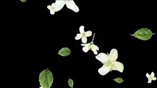 Flower fall black screen video | Black screen flowers falling