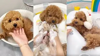 10-Minute ASMR Bath Time：Feb&lsquo;s Ultimate relaxation🧼🛀