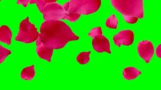 Rose Flower romantic  🌸 Green Screen ￼#nocopyrightvideo #greenscreen