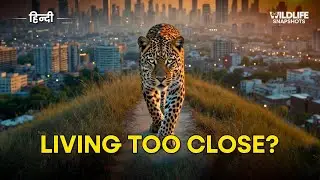 Mumbai's 50+ LEOPARDS Living Among 2 CRORE People | Hindi Documentary