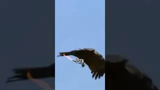 Esta ave causa incendios por esto
