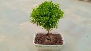 How to make ficus plant bonsai #viral #yasmeen #garden #nature #bonsai #plants 