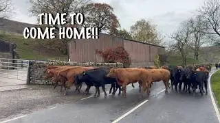 FETCHING CATTLE HOME & SCANNING COWS!!
