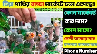 🦜এখনই টিয়া পাখির বাচ্চা বাজারে!!কোন মার্কেটে পাবেন? কত দাম? Phone Number || Parrot Baby Market 2025