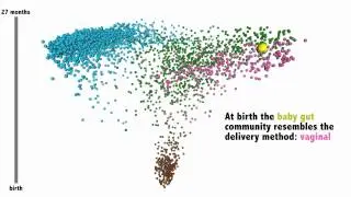The assembly of an infant gut microbiome framed against healthy human adults
