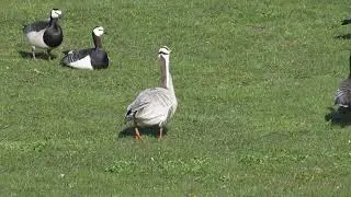 indische gans