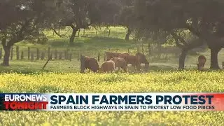 In Spain, farmers protest because of their situation | Euronews World