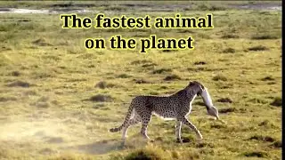 Cheetah and the struggle for survival