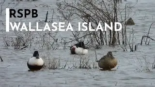 RSPB: Wallasea Island Nature Reserve [10th February 2023]