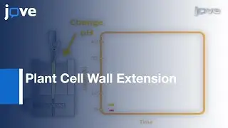 Measuring Plant Cell Wall Extension (Creep) Induced By Acidic pH & Alpha-Expansin l Protocol Preview