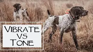 E Collar Conditioning - Vibrate vs Tone - You Ask We Answer Episode 25: Part 2