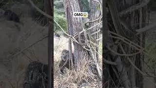 OMG😱||komodo dragon vs king snake #shorts #trending #animals