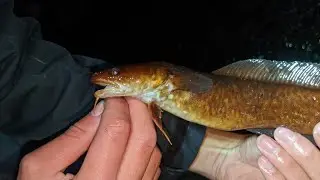 Autumn Night Fishing for Slimy Fish