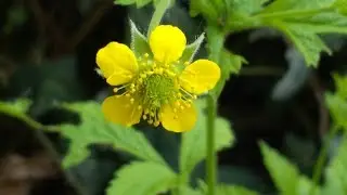 Geum urbanum (Erba Benedetta) officinalis