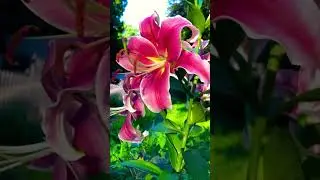 Summer time flower bloom in Kansas #flower #summertime #sunset #travel