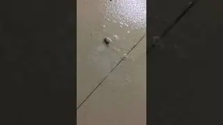 Home made cockroach killing liquid #available products made #100% result#trendingshort #shorts