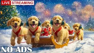 12 Hours of Dog TV for Relaxing New Year Ambience for Dogs | Comfort, Calm & Safety ❄️🐾