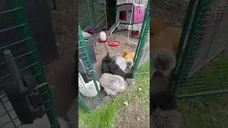 Here come the silkie chickens #silkies #chicken #backyardchickens #petchicken #fluffychicks #cute