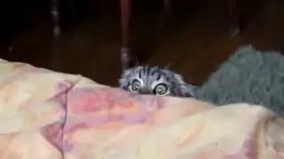 Cat is  watching horror movies