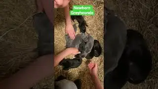 Ever Seen A Newborn Greyhound? #greyhound #greyhoundracing #dog #puppy #hello #newborn #greyhounds
