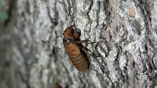 The Periodical Cicada - Brood XIX 19 - 2024