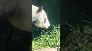 Xin Xin panda🐼 y mariposa🦋. Zool&oacute;gico de Chapultepec, 04ene&rsquo;26