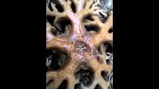 無脊椎海蛇尾綱，(腹面有口喙)，(海星)?