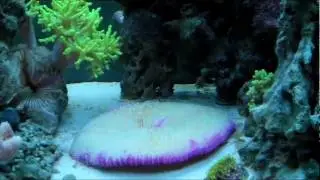 Salt Water Reef Aquarium