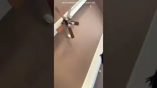 POG (fake)