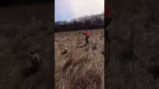 Quail hunt #remington #beretta #blaser #shooting #hunting #quailhunts #browning 🕊🇺🇸