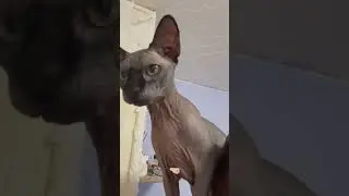 Не смогли пройти мимо тренда) #shorts #trend #cat #kitten