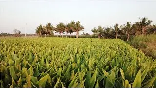 Organic Water Soluble Turmeric For Beverages