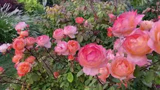 Lady Emma Hamilton Rose second flush of bloom