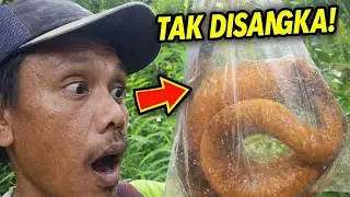 Sudah Mau Menyerah, Perangkap Ini Justru Menghasilkan Belut Monster