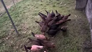 Un fruto poco común. La difícil selección de las gallinas.