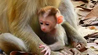 Monkey Lovely Family EP #9 #craft #monkkey #wildlife #ideas #fyp #marbles