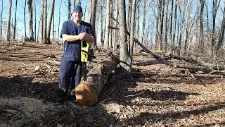 (Jennings) Poulan 3314 Test Cuts #poulan #chainsaw #chainsaws