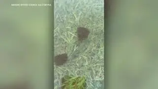 Fire ant rafts drift during wild Australian weather