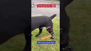 Overcome ACL:dog knee brace| link on comments@lovepluspet2739 #dog #doglover #dog ACL#dogsoftiktok