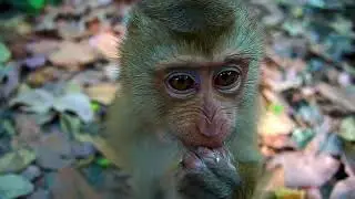 Monkey Joyce's Family Dec 24 2025