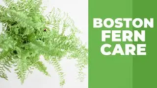 Boston Fern Care | How To Grow Boston Fern  Plant at Home