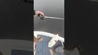 catching big bass on frogs