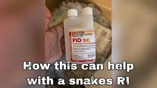 This Is How To Use F10 To Solve An Respiratory Infection In A Ball Python