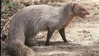 Top 5 Extinct Animals Rediscovered Alive!