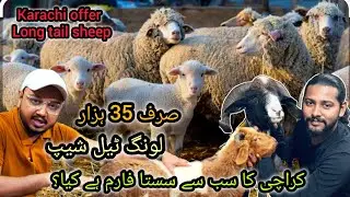 Mandi Sy Sastey long tail agaye | Mandi alert farm #cattlesjunoon #lalukhetbakramandi #longtailsheep