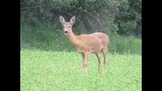 Roe Deer - Oberlaa, Vienna, Austria
