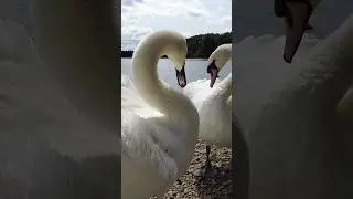 Majestic Swans ❤️