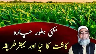 Bed/ridge Planting of Maize Fodder crop || Crop Reformer